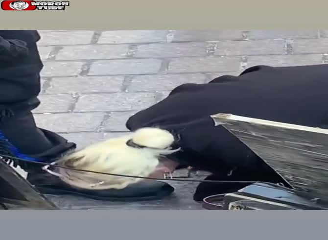 Video :She makes up for slavery by kissing African-Americans' feet while on her knees